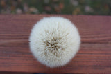 24mm Cashmere w/ Winter "White Wizard" Handle | Shaving Brush | AP Shave Co.
